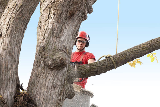 How Our Tree Care Process Works  in  Caddo Mills, TX